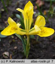 Iris danfordiae (kosaciec Danforda)
