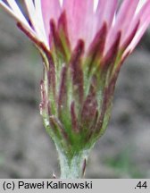 Leibnitzia nepalensis