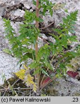 Libanotis sibirica (oleśnik syberyjski)