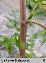 Libanotis sibirica (oleśnik syberyjski)