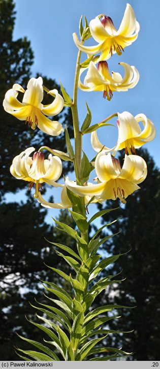 Lilium monadelphum (lilia zrosłopręcikowa)