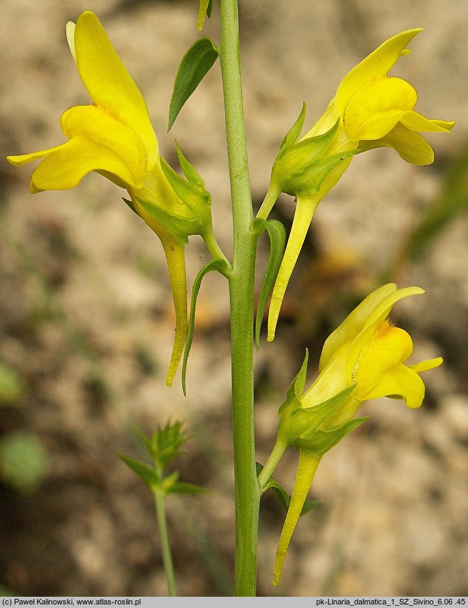 Linaria dalmatica (lnica dalmacka)