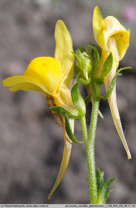 Linaria saxatilis ssp. glabrescens