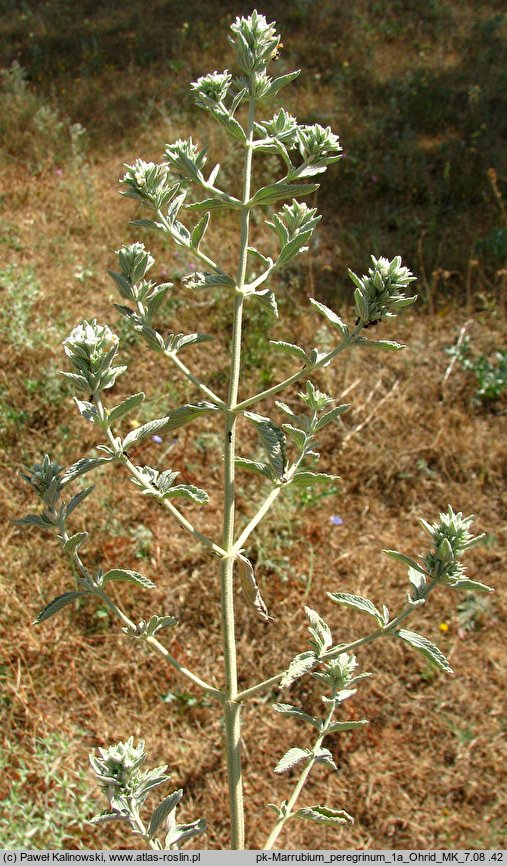 Marrubium peregrinum (szanta obca)