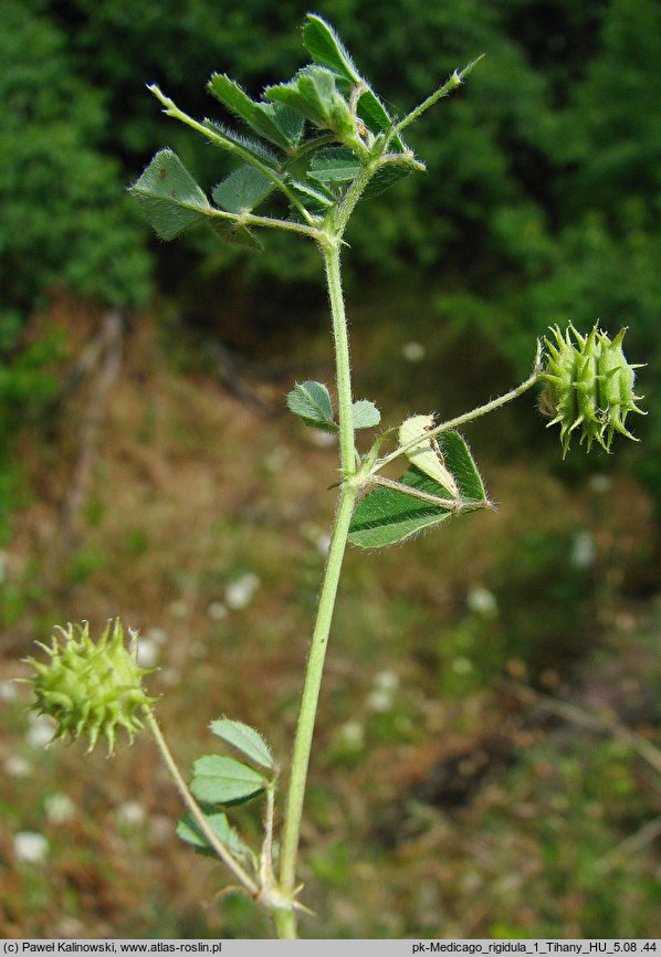 Medicago rigidula (lucerna sztywna)