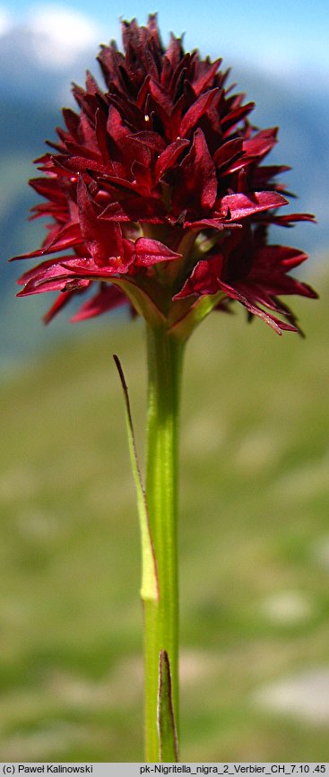 Nigritella nigra (ciemnogłów wąskolistny)
