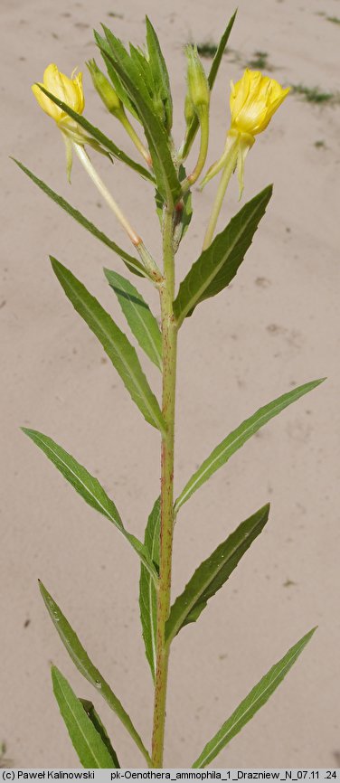 Oenothera ammophila (wiesiołek wydmowy)