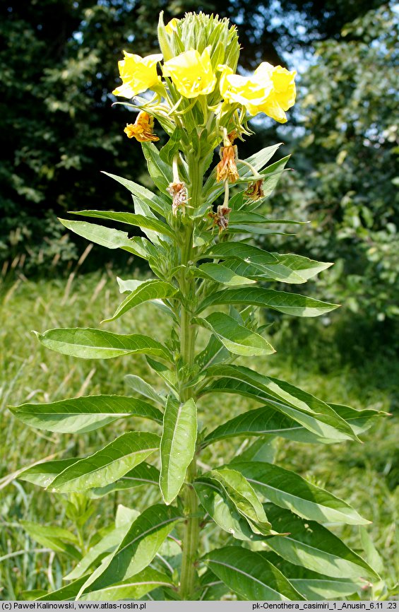 Oenothera ×casimiri (wiesiołek Kazimierza)