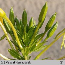 Oenothera issleri (wiesiołek Isslera)