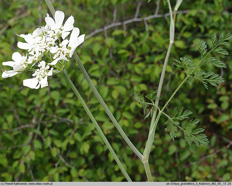 Orlaya grandiflora (orlaja wielkokwiatowa)