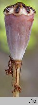 Papaver dubium ssp. confine