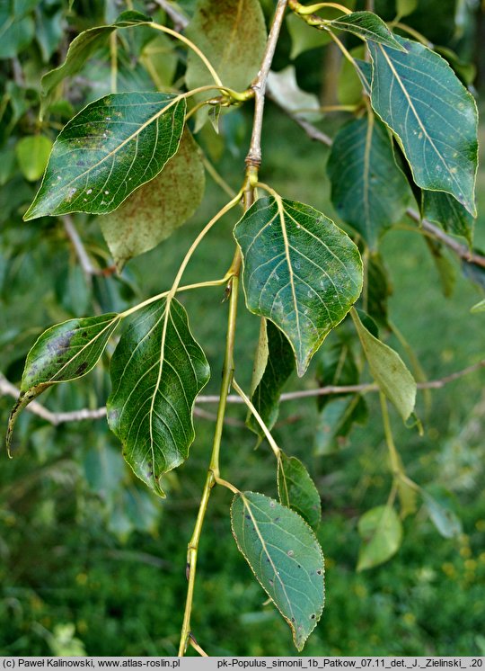 Populus simonii (topola chińska)