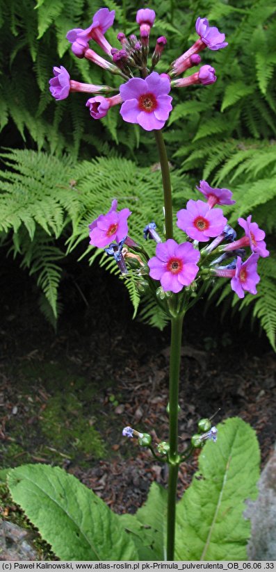 Primula pulverulenta (pierwosnek przyprószony)