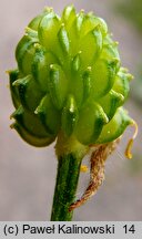 Ranunculus bulbosus (jaskier bulwkowy)