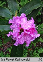 Rhododendron macrophyllum (różanecznik wielkolistny)