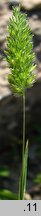 Rostraria cristata (rostraria grzebieniasta)