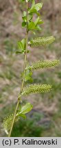 Salix myrsinifolia (wierzba czarniawa)