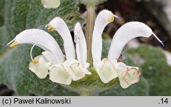 Salvia argentea (szałwia srebrzysta)