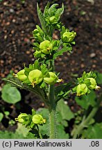 Scrophularia vernalis (trędownik wiosenny)