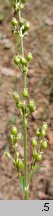 Silene borysthenica (lepnica drobnokwiatowa)