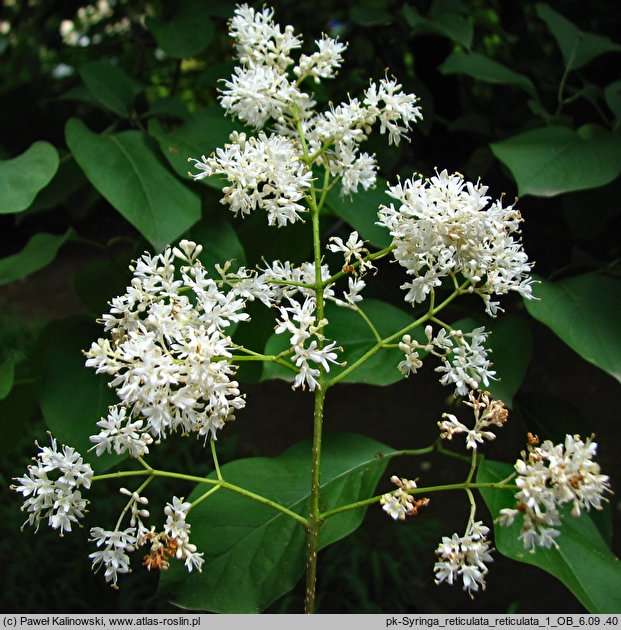 Syringa reticulata ssp. reticulata (lilak japoński)