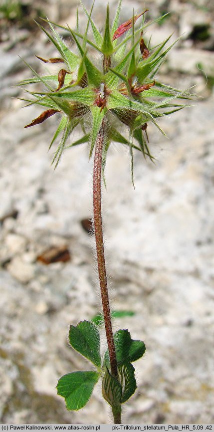 Trifolium stellatum (koniczyna gwiazdkowata)