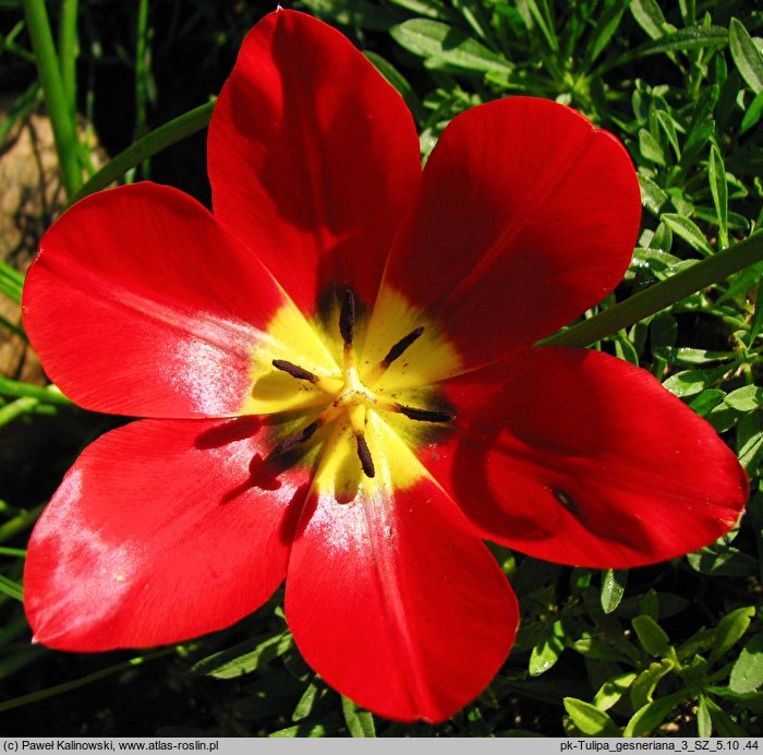Tulipa ×gesneriana (tulipan ogrodowy)