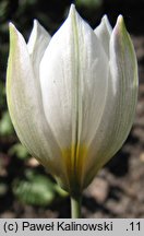 Tulipa polychroma (tulipan wielobarwny)
