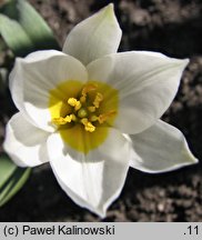 Tulipa polychroma (tulipan wielobarwny)