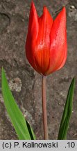 Tulipa praestans (tulipan dostojny)