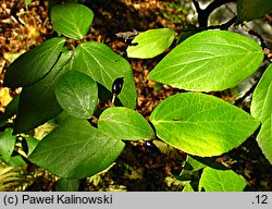 Viburnum carlesii (kalina koreańska)