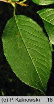 Viburnum lentago (kalina kanadyjska)