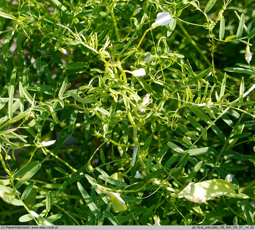 Vicia articulata (wyka jednokwiatowa)
