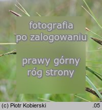 Carex ×prolixa