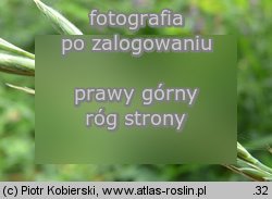 Brachypodium pinnatum (kłosownica pierzasta)