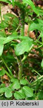 Cardamine flexuosa (rzeżucha leśna)