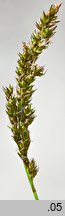 Carex appropinquata (turzyca tunikowa)