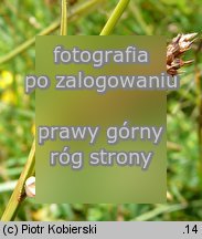 Carex distans (turzyca odległokłosa)