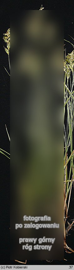 Carex pseudobrizoides (turzyca Reichenbacha)