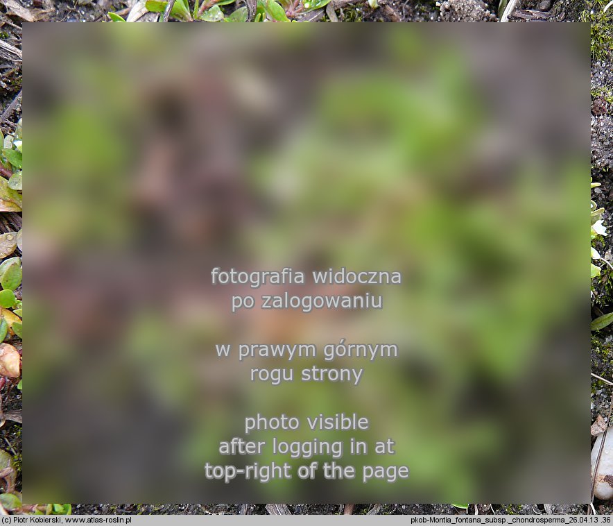 Montia fontana ssp. chondrosperma (zdrojek błyszczący mniejszy)