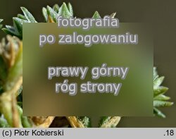 Scleranthus polycarpos (czerwiec wieloowockowy)
