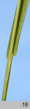 Trisetum flavescens (konietlica łąkowa)