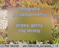 Salicornia europaea (soliród zielny)