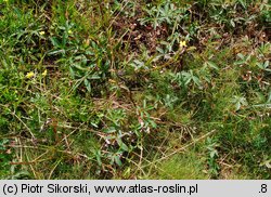 Carici canescentis-Agrostietum caninae