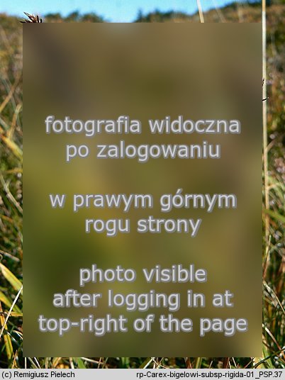 Carex bigelowii ssp. rigida (turzyca tęga mocna)