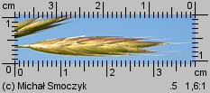 Bromus carinatus (stokłosa spłaszczona)