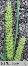 Carex rostrata (turzyca dzióbkowata)