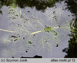 Hottonia palustris (okrężnica bagienna)