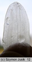 Potamogeton praelongus (rdestnica wydłużona)