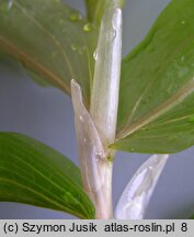 Potamogeton praelongus (rdestnica wydłużona)